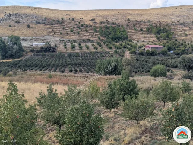 Malatya Erkenekte Satılık 22 Dönüm Verimli Bahçe