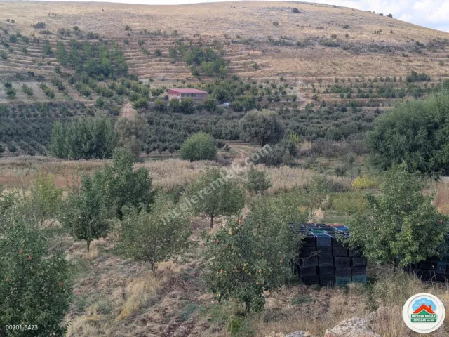 Malatya Erkenekte Satılık 22 Dönüm Verimli Bahçe