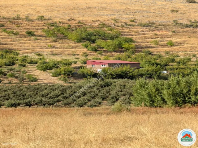 Malatya Erkenekte Satılık 22 Dönüm Verimli Bahçe