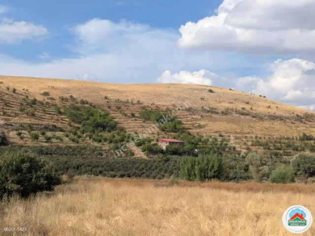 Malatya Erkenekte Satılık 22 Dönüm Verimli Bahçe
