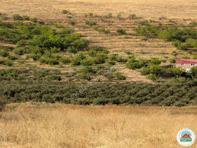 Malatya Erkenekte Satılık 22 Dönüm Verimli Bahçe