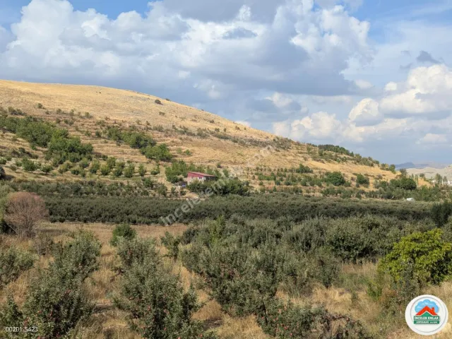 Malatya Erkenekte Satılık 22 Dönüm Verimli Bahçe