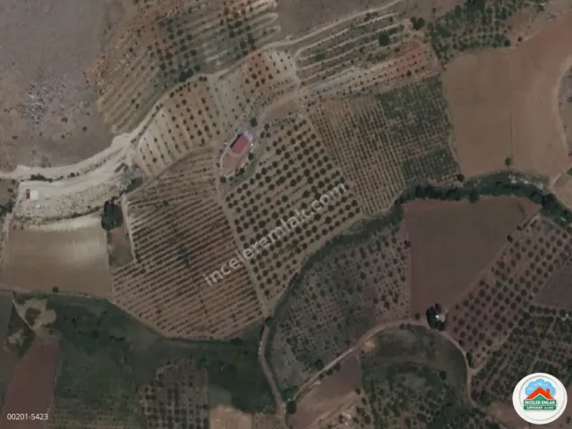 Malatya Erkenekte Satılık 22 Dönüm Verimli Bahçe
