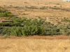 Malatya Erkenekte Satılık 22 Dönüm Verimli Bahçe