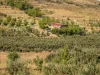 Malatya Erkenekte Satılık 22 Dönüm Verimli Bahçe