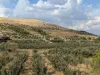 Malatya Erkenekte Satılık 22 Dönüm Verimli Bahçe