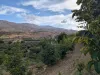 Malatya Erkenekte Satılık 22 Dönüm Verimli Bahçe