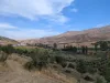 Malatya Erkenekte Satılık 22 Dönüm Verimli Bahçe